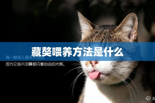 藏獒喂養方法是什么