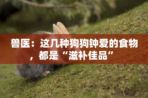 獸醫：這幾種狗狗鐘愛的食物，都是“滋補佳品” 