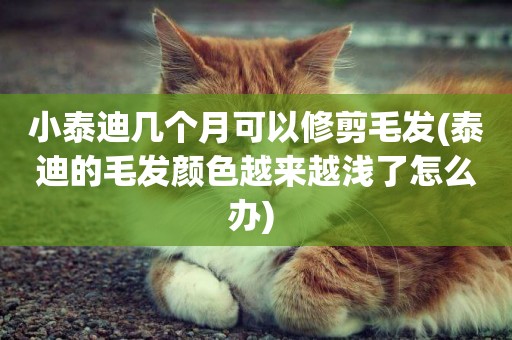 小泰迪幾個月可以修剪毛發(泰迪的毛發顏色越來越淺了怎么辦) 