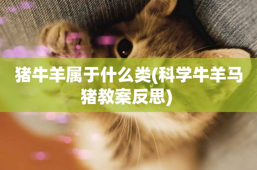 豬牛羊屬于什么類(科學牛羊馬豬教案反思) 