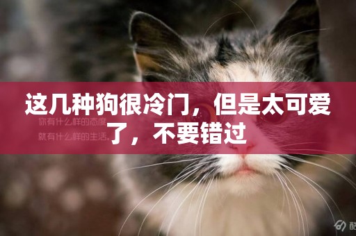 這幾種狗很冷門，但是太可愛了，不要錯過 