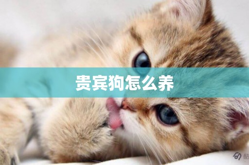 貴賓狗怎么養