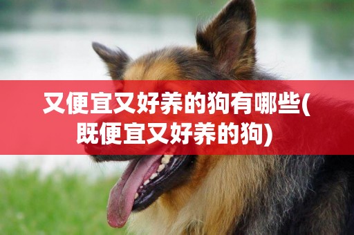 又便宜又好養的狗有哪些(既便宜又好養的狗) 