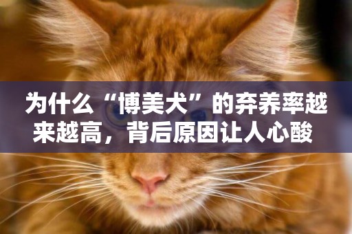 為什么“博美犬”的棄養率越來越高，背后原因讓人心酸 