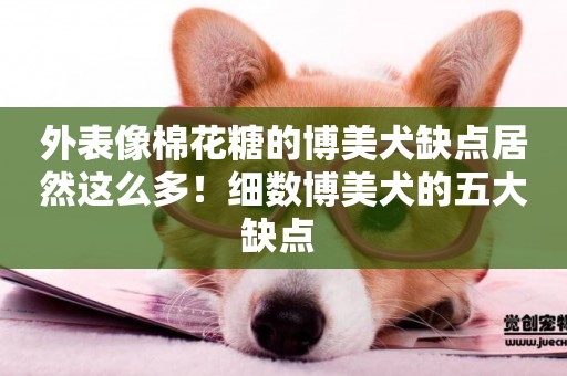 外表像棉花糖的博美犬缺點居然這么多！細數博美犬的五大缺點 