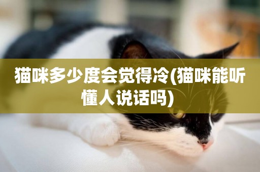 貓咪多少度會覺得冷(貓咪能聽懂人說話嗎) 