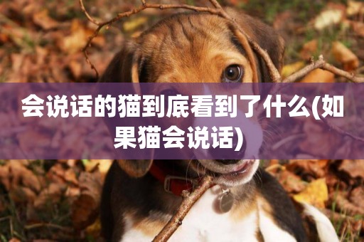 會說話的貓到底看到了什么(如果貓會說話) 