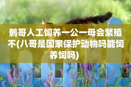 鷯哥人工飼養一公一母會繁殖不(八哥是國家保護動物嗎能飼養飼嗎) 