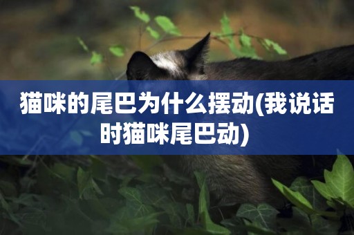貓咪的尾巴為什么擺動(我說話時貓咪尾巴動) 