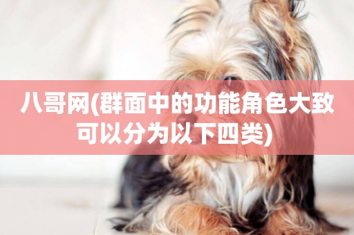 八哥網(群面中的功能角色大致可以分為以下四類) 