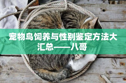 寵物鳥飼養與性別鑒定方法大匯總——八哥 
