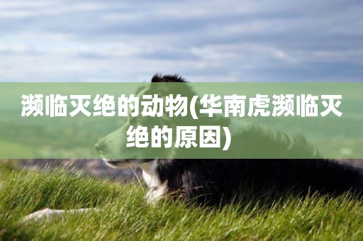 瀕臨滅絕的動物(華南虎瀕臨滅絕的原因) 