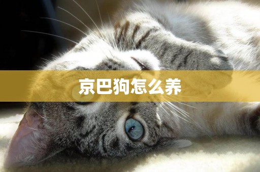 京巴狗怎么養