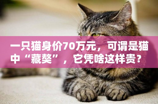 一只貓身價70萬元，可謂是貓中“藏獒”，它憑啥這樣貴？ 
