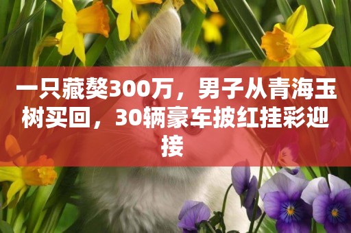 一只藏獒300萬，男子從青海玉樹買回，30輛豪車披紅掛彩迎接 