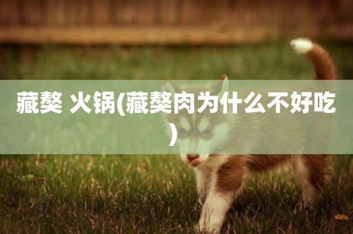 藏獒 火鍋(藏獒肉為什么不好吃) 