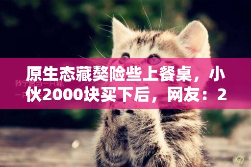 原生態藏獒險些上餐桌，小伙2000塊買下后，網友：2000塊，撿漏了 