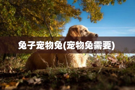 兔子寵物兔(寵物兔需要) 