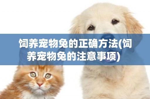 飼養寵物兔的正確方法(飼養寵物兔的注意事項) 