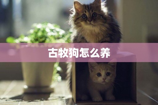 古牧狗怎么養