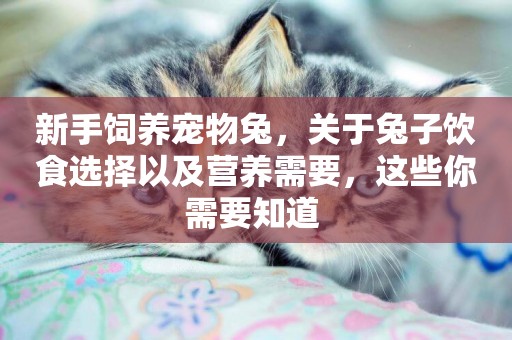 新手飼養寵物兔，關于兔子飲食選擇以及營養需要，這些你需要知道 