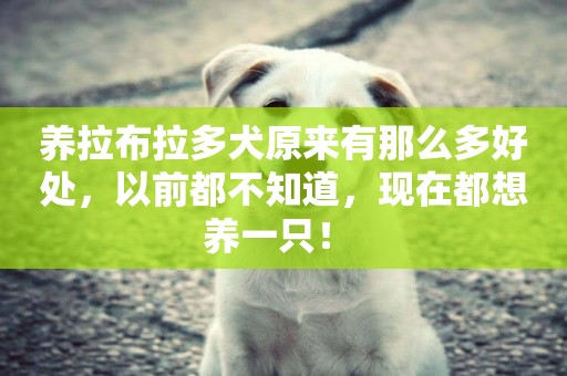 養拉布拉多犬原來有那么多好處，以前都不知道，現在都想養一只！ 