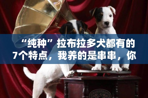 “純種”拉布拉多犬都有的7個特點，我養的是串串，你家的呢？ 