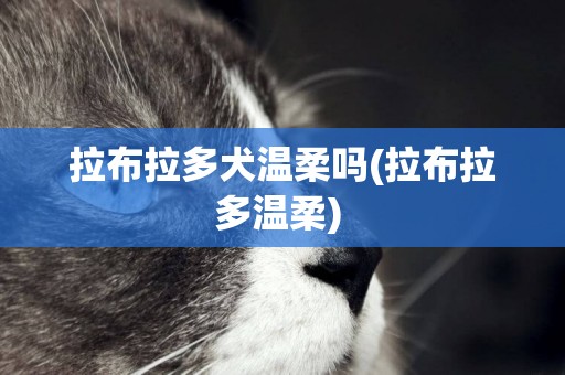 拉布拉多犬溫柔嗎(拉布拉多溫柔) 