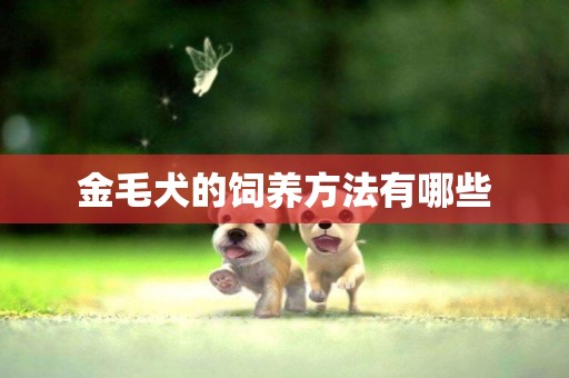 金毛犬的飼養方法有哪些
