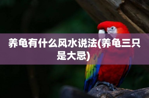養龜有什么風水說法(養龜三只是大忌) 