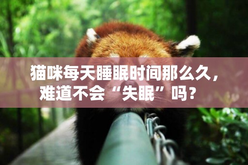 貓咪每天睡眠時間那么久，難道不會“失眠”嗎？ 