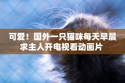 可愛！國外一只貓咪每天早晨求主人開電視看動畫片 