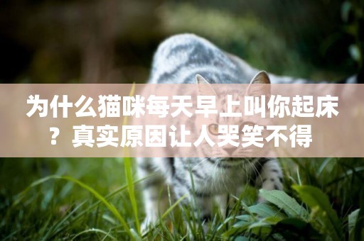 為什么貓咪每天早上叫你起床？真實原因讓人哭笑不得 