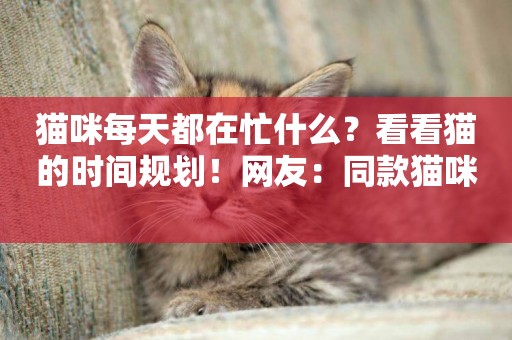 貓咪每天都在忙什么？看看貓的時間規劃！網友：同款貓咪 