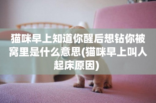 貓咪早上知道你醒后想鉆你被窩里是什么意思(貓咪早上叫人起床原因) 