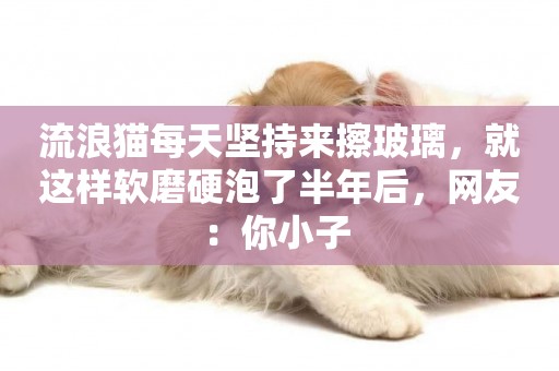 流浪貓每天堅持來擦玻璃，就這樣軟磨硬泡了半年后，網友：你小子 