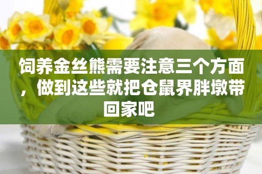 飼養金絲熊需要注意三個方面，做到這些就把倉鼠界胖墩帶回家吧 