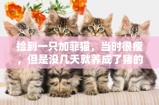 撿到一只加菲貓，當時很瘦，但是沒幾天就養成了豬的樣子 