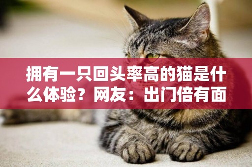 擁有一只回頭率高的貓是什么體驗？網友：出門倍有面子 