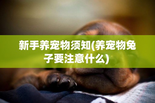 新手養寵物須知(養寵物兔子要注意什么) 