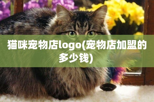 貓咪寵物店logo(寵物店加盟的多少錢) 