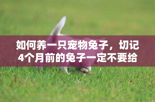 如何養一只寵物兔子，切記4個月前的兔子一定不要給它們洗澡 