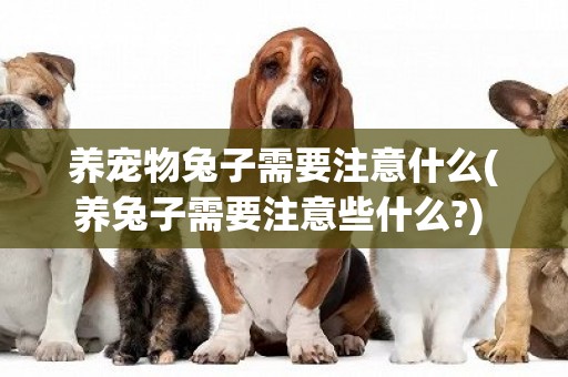 養寵物兔子需要注意什么(養兔子需要注意些什么?) 