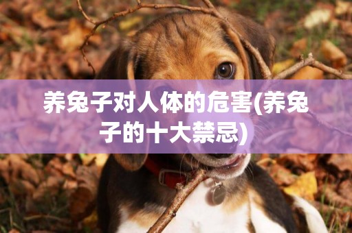 養兔子對人體的危害(養兔子的十大禁忌) 