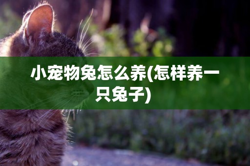 小寵物兔怎么養(怎樣養一只兔子) 