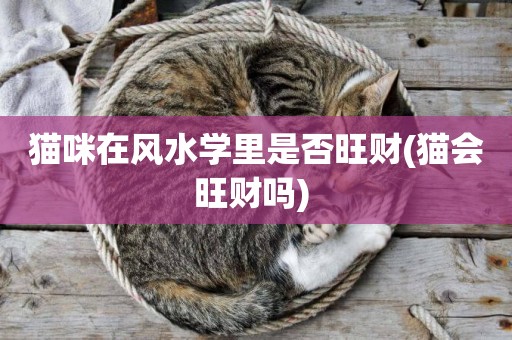 貓咪在風水學里是否旺財(貓會旺財嗎) 