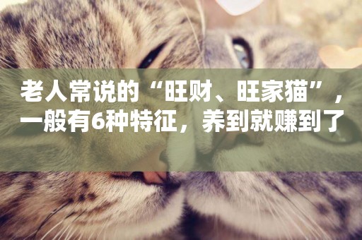 老人常說的“旺財、旺家貓”，一般有6種特征，養到就賺到了 