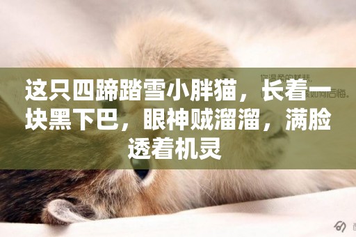 這只四蹄踏雪小胖貓，長著一塊黑下巴，眼神賊溜溜，滿臉透著機靈 