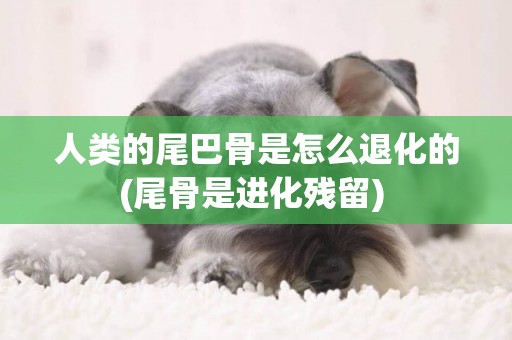 人類的尾巴骨是怎么退化的(尾骨是進化殘留) 
