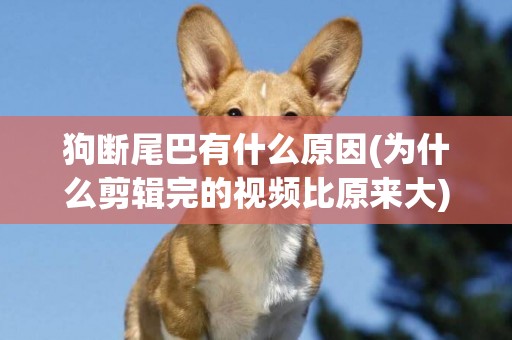 狗斷尾巴有什么原因(為什么剪輯完的視頻比原來大) 